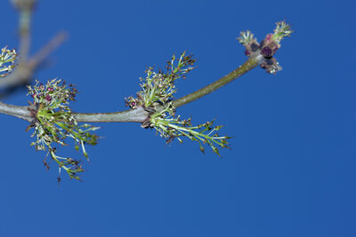240130-1282_Frêne en fleur-6.JPG (900.06 KiB) 5261 mal betrachtet Blüte der Esche