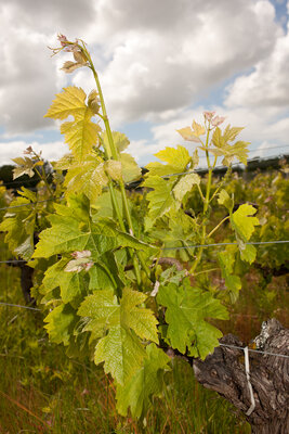 240502-1289_Merlot-3.JPG (1.74 MiB) 3613 mal betrachtet Merlot