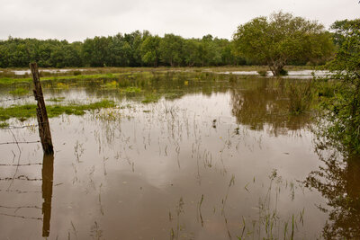 240521-1292_Wiesen-7.JPG (1.82 MiB) 2944 mal betrachtet Wiesen - Marais Blanc im Mai