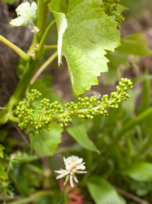 240526-1293_Blüte-5.JPG (1.3 MiB) 2944 mal betrachtet erste Blüte Merlot