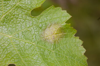 Mildiou auf Cabernet Sauvignon