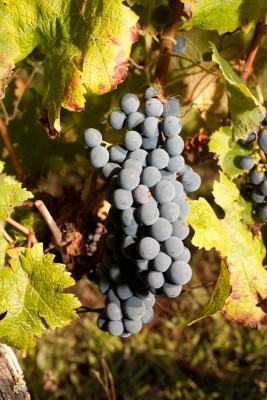 Cabernet Franc