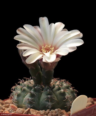 VoS_10-632_Gymnocalycium_quehlianum_var._kleinianum.JPG