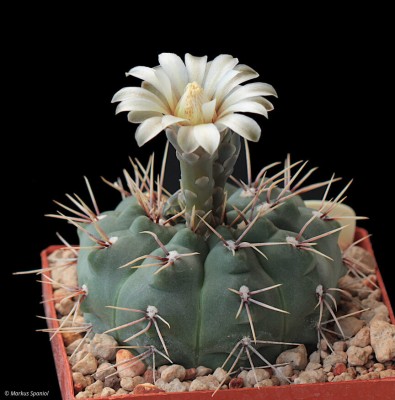 VoS_10-807_Gymnocalycium_kuehhasii_subsp._corneuspinum.JPG