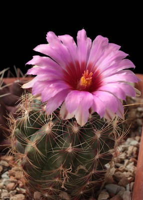 Thelocactus_bicolor_SB 563.JPG