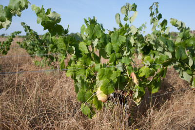 250705-1337_Petit Verdot.JPG