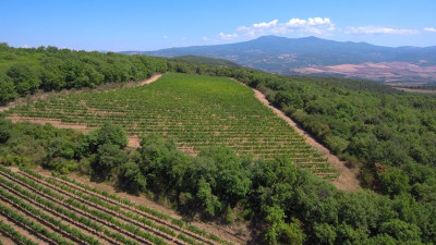 Lisini-POGGIO-Vigne.jpg