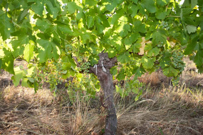 260629-1369_Cabernet Sauvignon Enclos-2.JPG